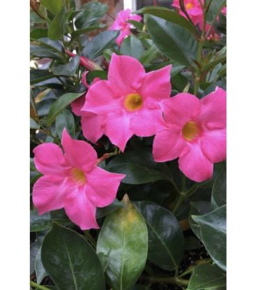 Picture of Mandevilla - Pink