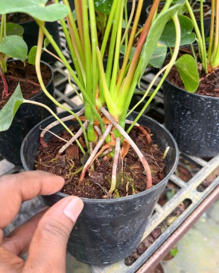 Picture of Anthurium - Chocolate - Double Shot