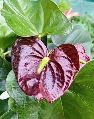 Picture of Anthurium - Chocolate - Double Shot