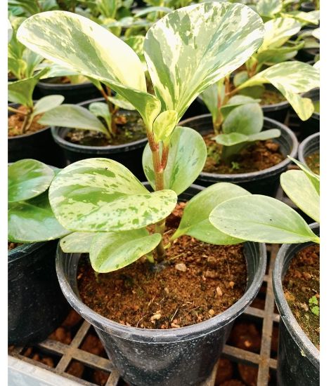 Picture of Peperomia Plant - Marble