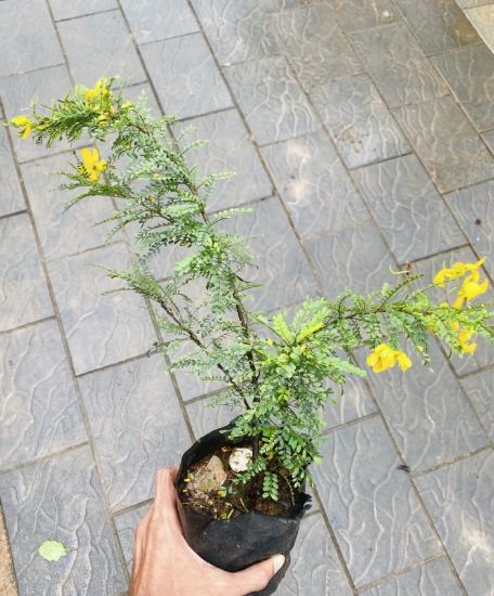 Picture of Cassia Biflora - Flowering Plant