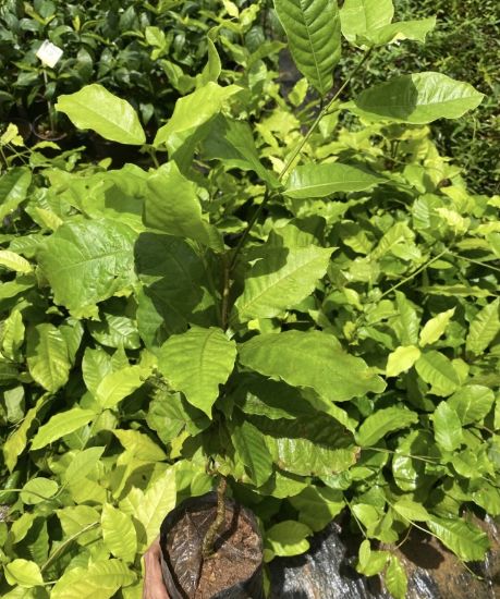 Picture of Petrea - White - Big Plant