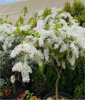 Picture of Petrea - White - Big Plant