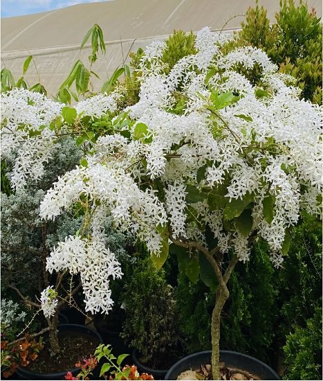 Picture of Petrea - White - M