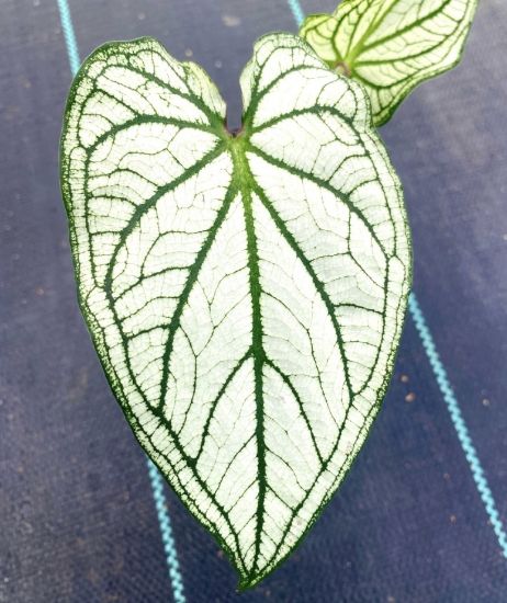 Picture of Caladium -  White Green- With Pot