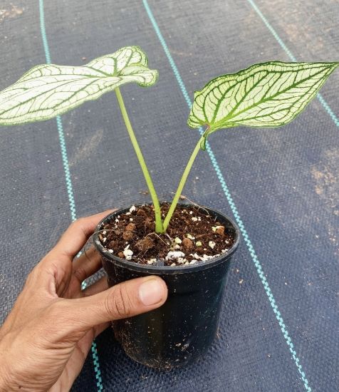 Picture of Caladium -  White Green- With Pot