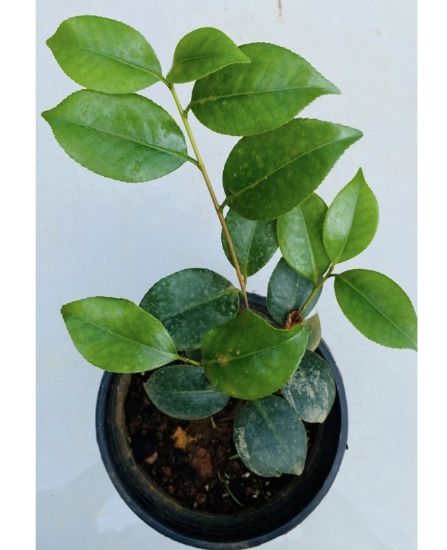 Picture of Camellia Plant - Combo Offer - 4 Colour - Red, White, Pink, Red(Single petal)
