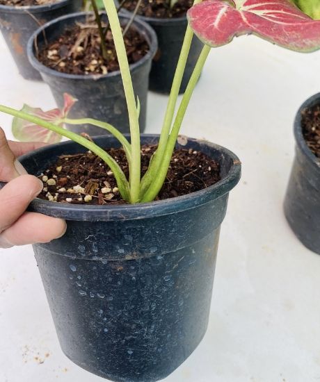 Picture of Caladium -  Red white