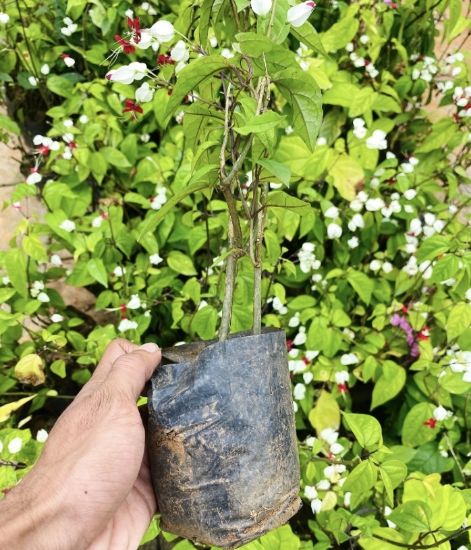 Picture of Bleeding Heart  - Creeper - with flower