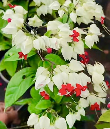 Picture of Bleeding Heart  - Creeper - with flower