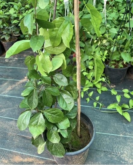 Picture of Cat's Claw Creeper - Big Plant