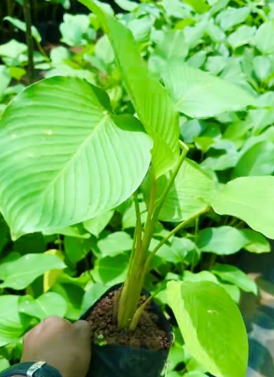 Picture of Calathea Lutea Combo - 6 Plants