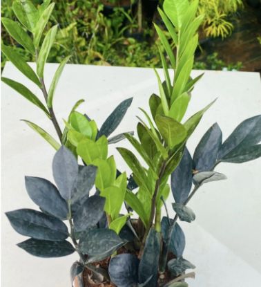 Picture of ZZ plant - Combo - Black- 2 Plants