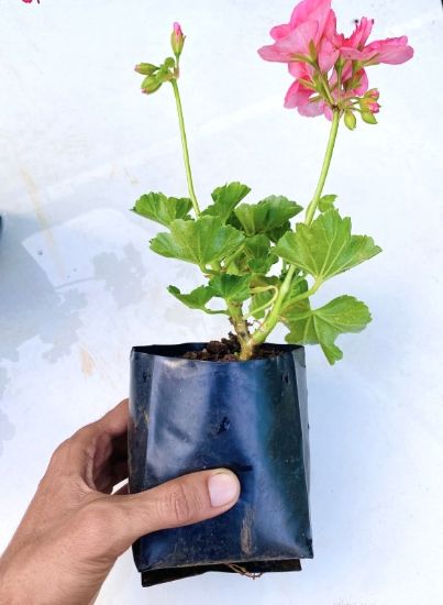 Picture of Geranium - 4 Colors combo -4 plants