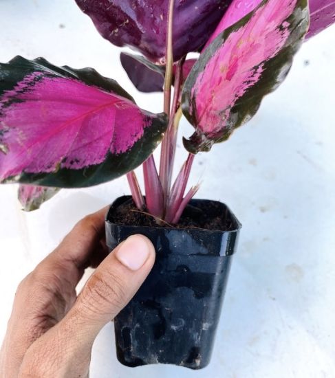 Picture of Calathea - Picturata Crimson - with pot