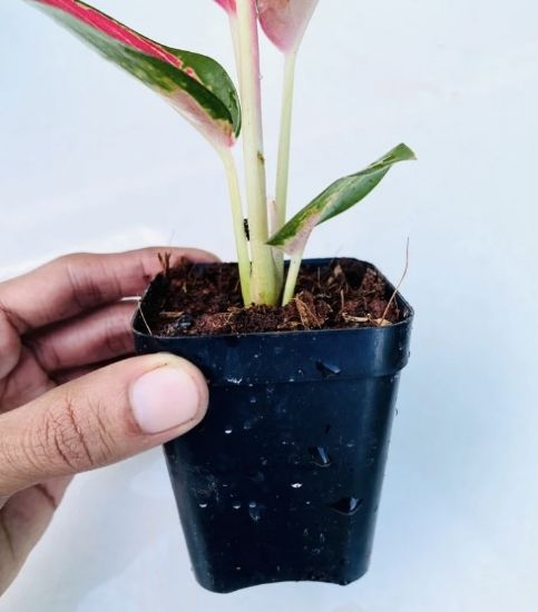 Picture of Aglonema Red vein - With Pot