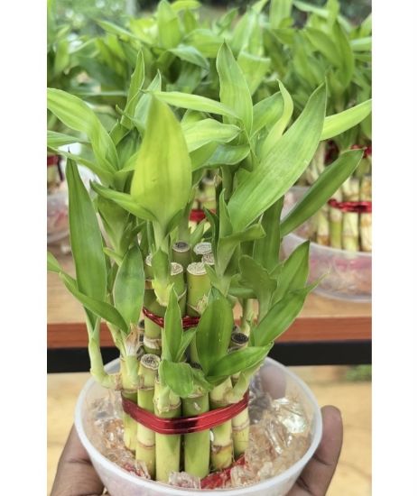 Picture of Lucky bamboo