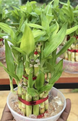 Picture of Lucky bamboo