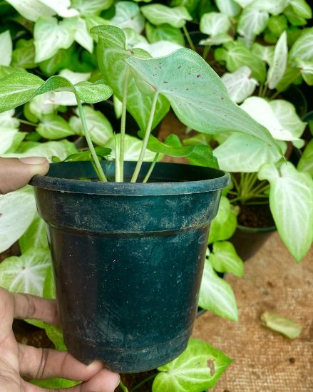 Picture of Caladium - white