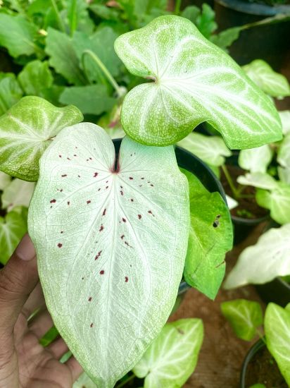 Picture of Caladium - white