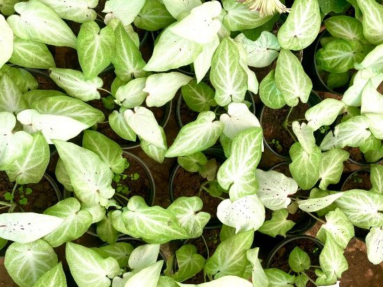Picture of Caladium - white