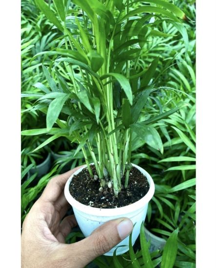 Picture of Chamaedorea - Table Palm - Combo Offer - 2 Plants - With Pot