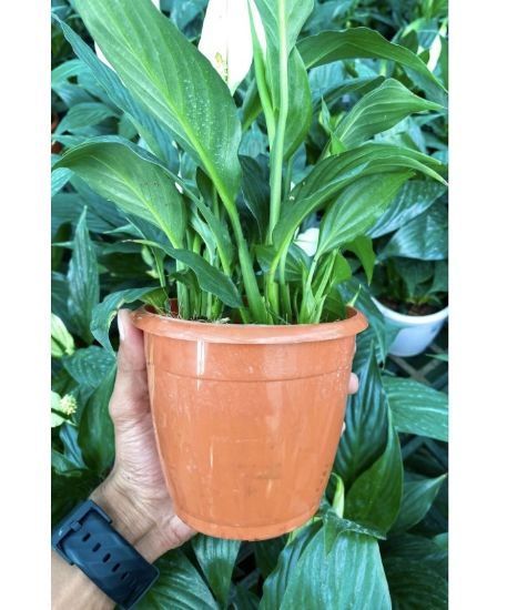 Picture of Spathiphyllum , Peace lilly , Miniature -With pot