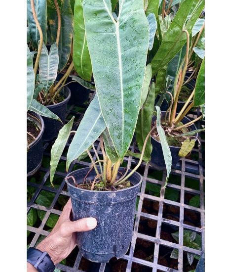 Picture of Philodendron Billietiae - Medium size plant