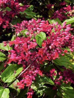 Picture of Bleeding Heart  - Creeper - Red