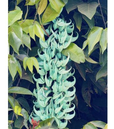 Picture of Jade Vine - blue - creeper