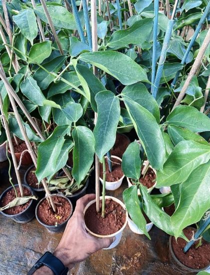 Picture of Jade Vine - blue - creeper