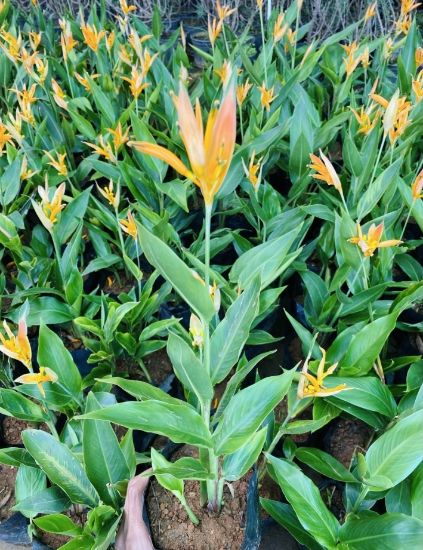 Picture of Heliconia - 2 Plants Combo - copy
