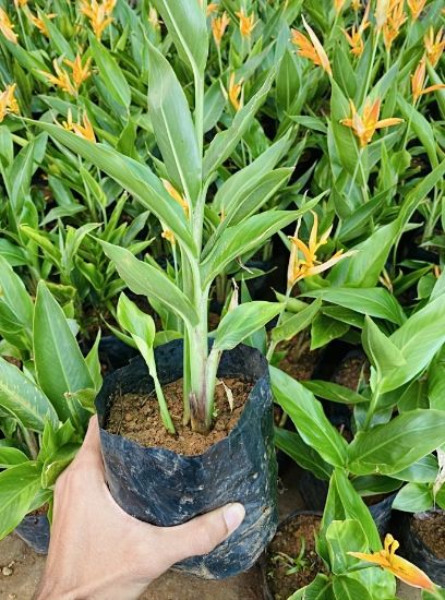 Picture of Heliconia - 2 Plants Combo - copy