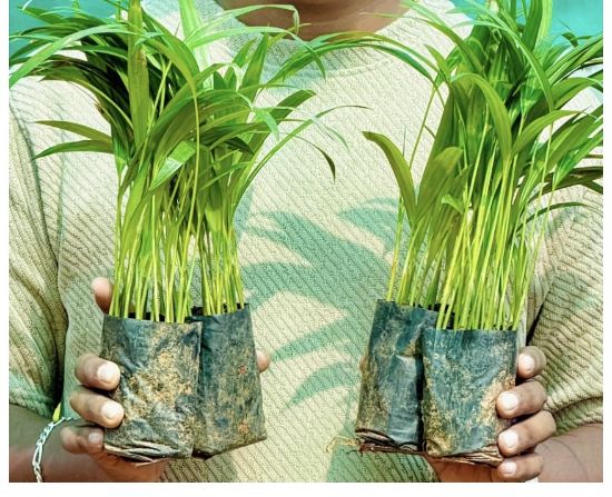 Picture of Areca Palm- 4 Plants - Combo Offer