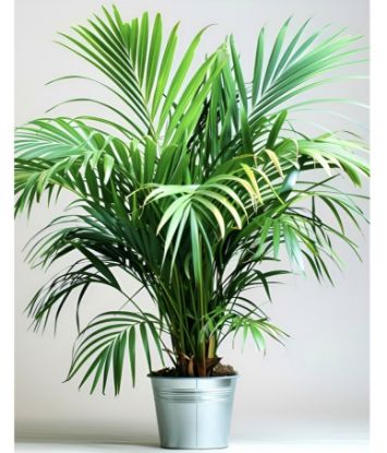 Picture of Areca Palm- 4 Plants - Combo Offer
