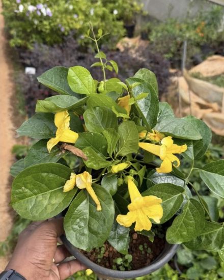 Picture of Cat's Claw Creeper ,  1.5 year old plant
