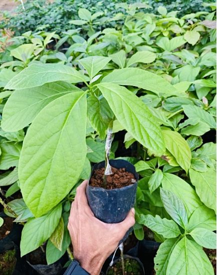 Picture of Avocado - Pollock - Budded plant