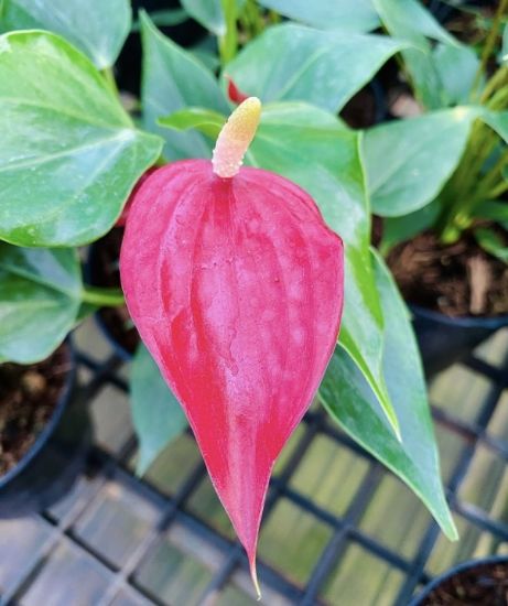 Picture of Anthurium - Red Narrow - Double Shot