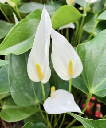 Picture of Anthurium - White Narrow - Double Shot