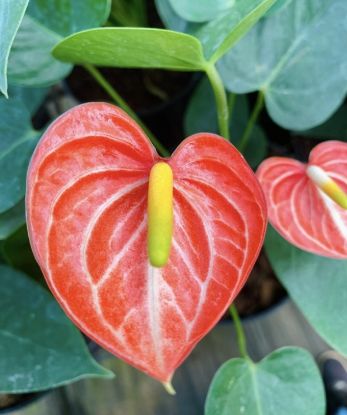 Picture of Anthurium - Orange white - Double Shot