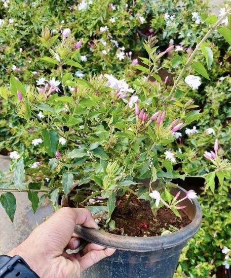 Picture of Star Jasmine - Big plant - Kakkada mulla -