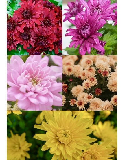 Picture of Chrysanthemum plant 5 Colors - Combo Offer