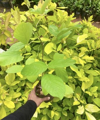 Picture of Desmodium Golden Legume