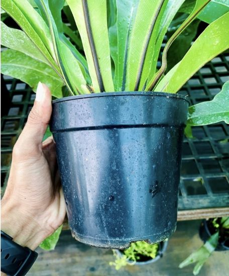 Picture of Bird Nest Fern - Big plant