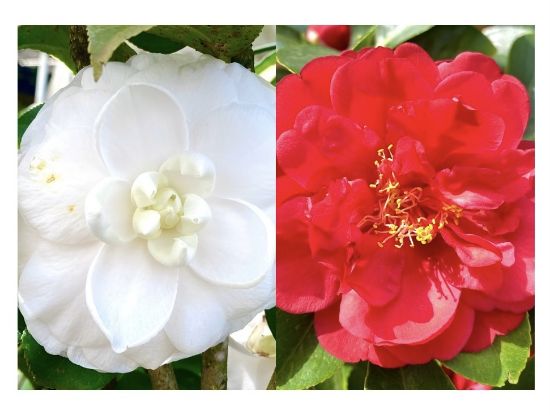 Picture of Camellia Plant - Combo Offer - 2 Colour - Red, White