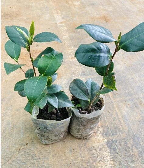 Picture of Camellia Plant - Combo Offer - 2 Colour - Red, White