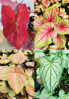Picture of Caladium Combo -4 colors - with pot