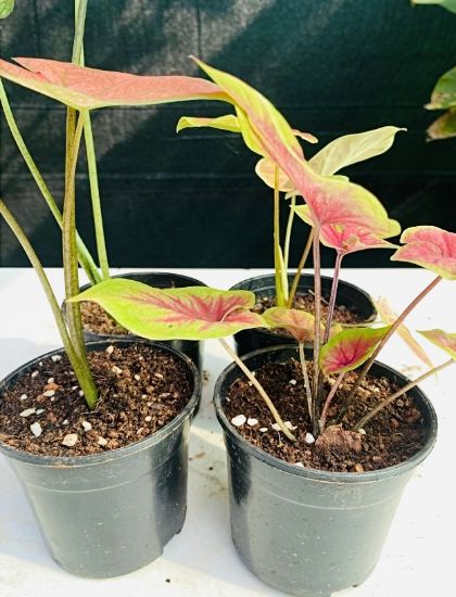 Picture of Caladium Combo -4 colors - with pot
