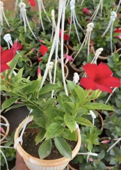 Picture of Mandevilla - Red