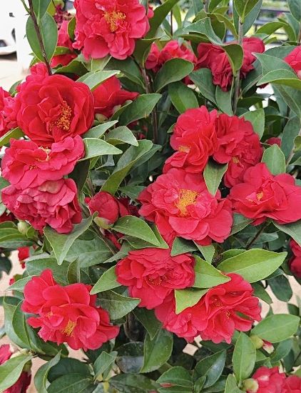 Picture of Camellia - Red- Small size